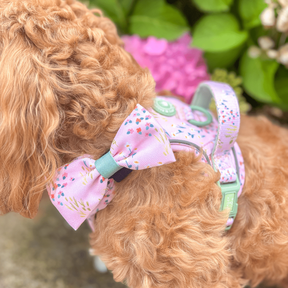 Trail & Glow Dog Harness - COLOUR DROPS® - Pick Me - Bailey and Coco (UK)