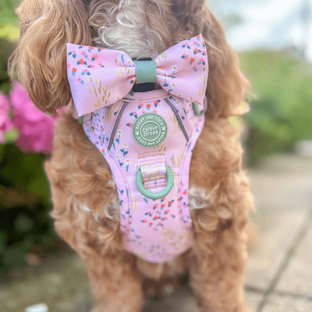 Trail & Glow Dog Harness - COLOUR DROPS® - Pick Me - Bailey and Coco (UK)