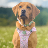 Trail & Glow Dog Harness - COLOUR DROPS® - Pick Me - Bailey and Coco (UK)