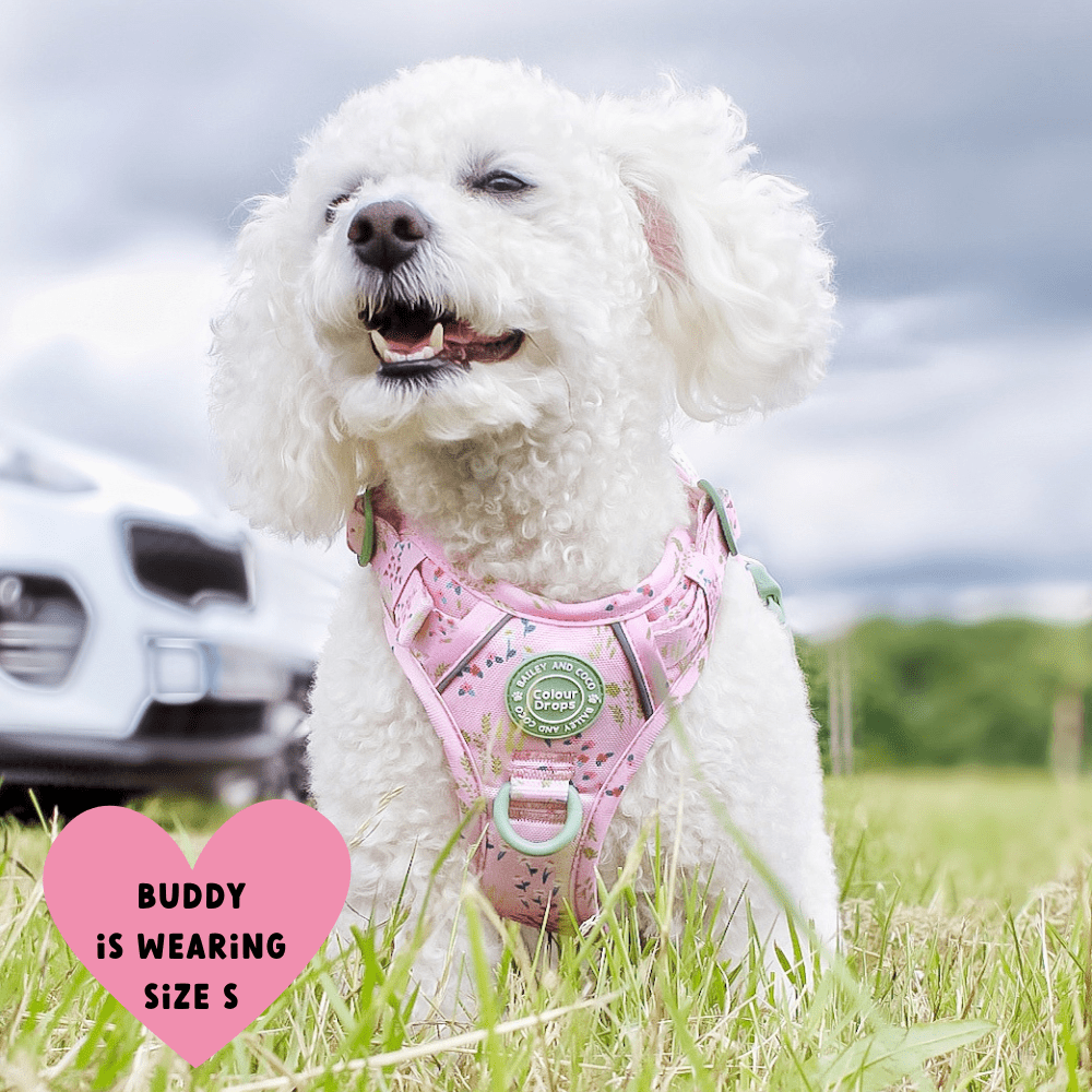 Trail & Glow Dog Harness - COLOUR DROPS® - Pick Me - Bailey and Coco (UK)