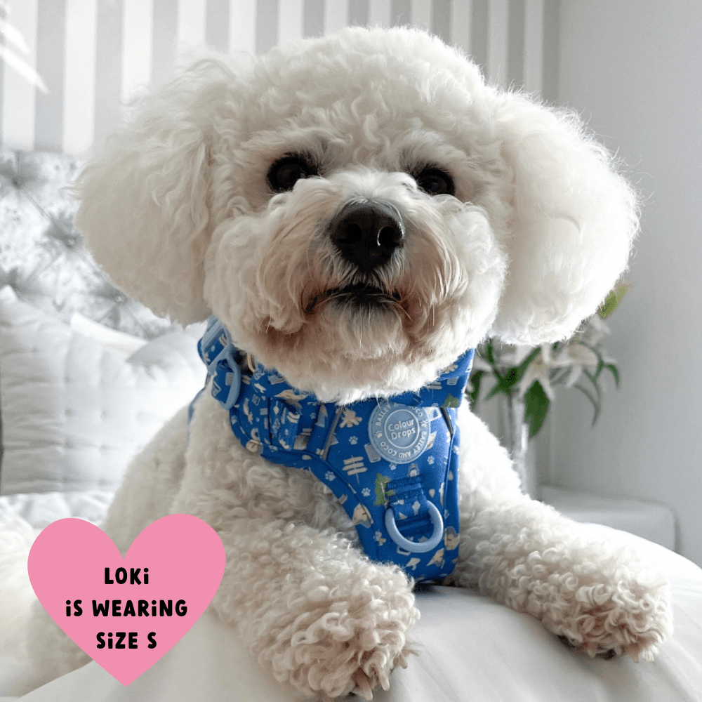 Trail & Glow Dog Harness - COLOUR DROPS® - Pitch, Please - Bailey and Coco (UK)