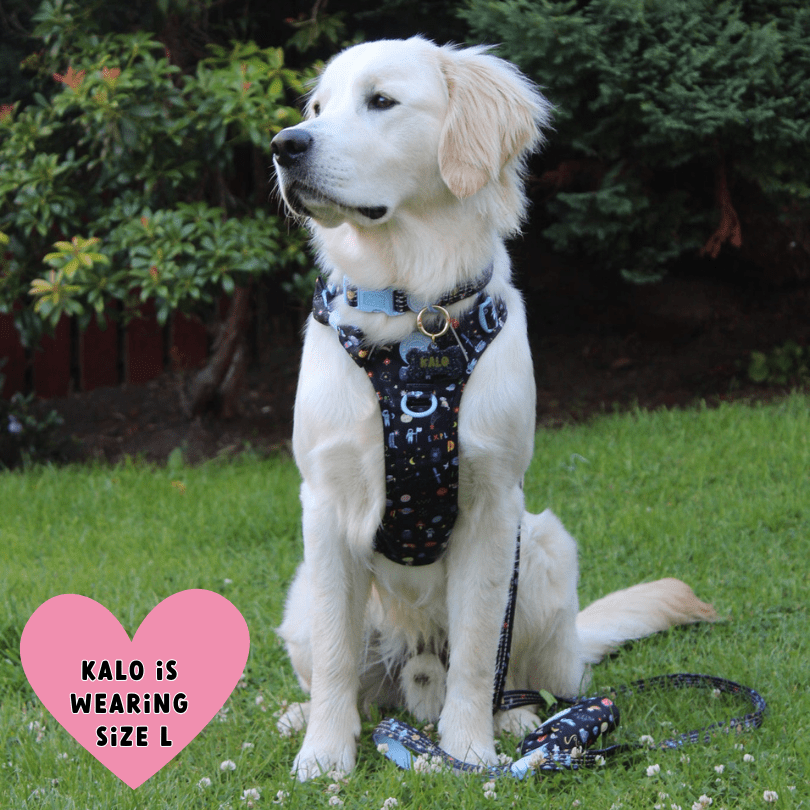 Trail & Glow Dog Harness - COLOUR DROPS® - Space Paws - Bailey and Coco (UK)