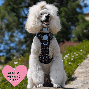 Trail & Glow Dog Harness - COLOUR DROPS® - Space Paws - Bailey and Coco (UK)