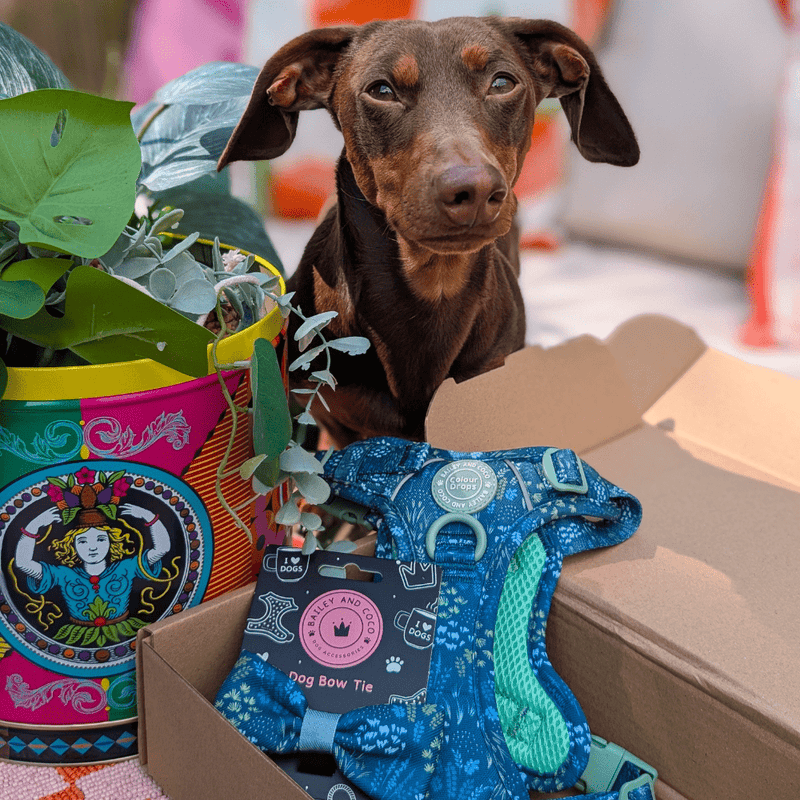 Trail & Glow Dog Harness - COLOUR DROPS® - Touch Grass - Bailey and Coco (UK)