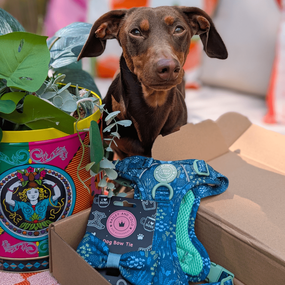 Trail & Glow Dog Harness - COLOUR DROPS® - Touch Grass - Bailey and Coco (UK)