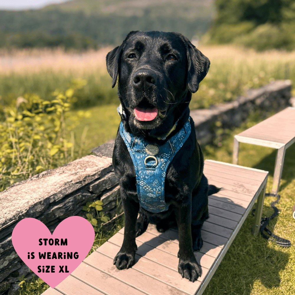 Trail & Glow Dog Harness - COLOUR DROPS® - Touch Grass - Bailey and Coco (UK)