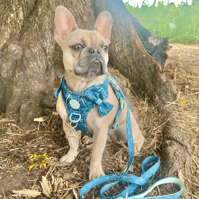 Trail & Glow Dog Harness - COLOUR DROPS® - Touch Grass - Bailey and Coco (UK)