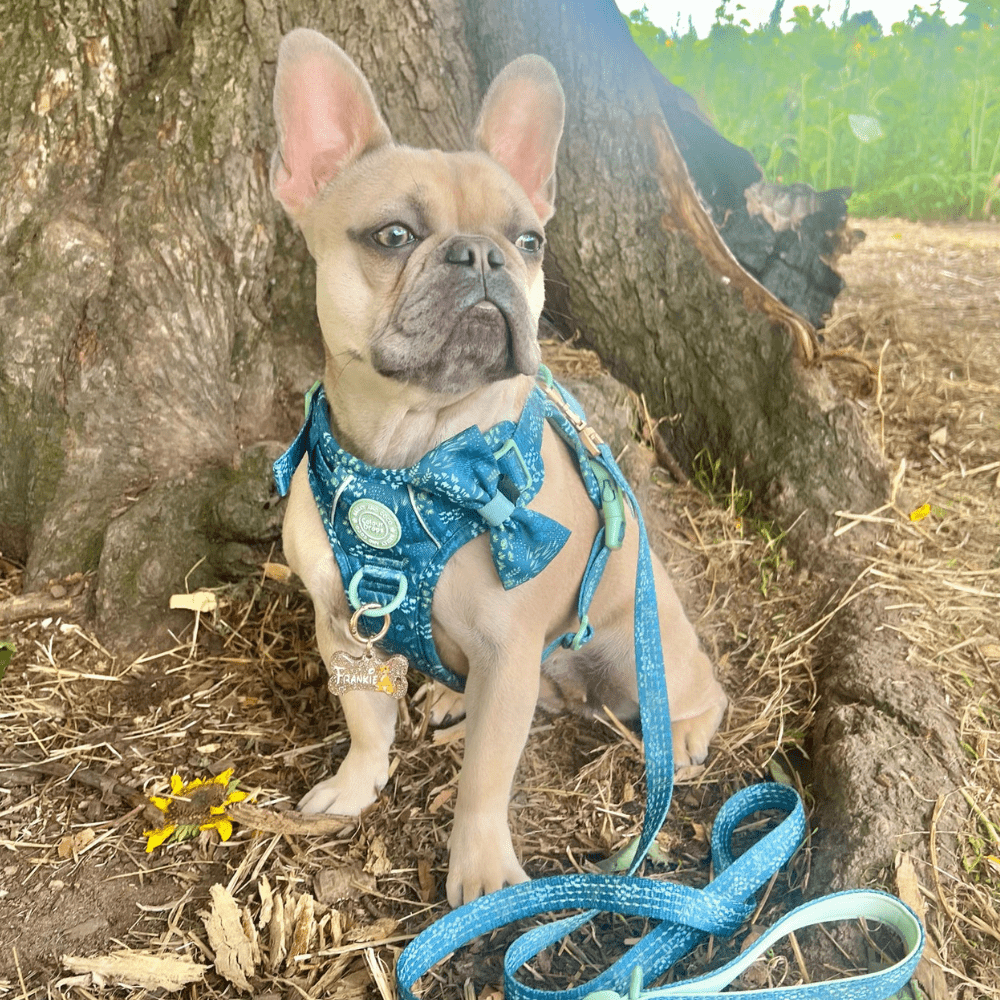 Trail & Glow Dog Harness - COLOUR DROPS® - Touch Grass - Bailey and Coco (UK)