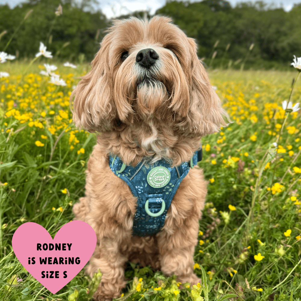 Trail & Glow Dog Harness - COLOUR DROPS® - Touch Grass - Bailey and Coco (UK)