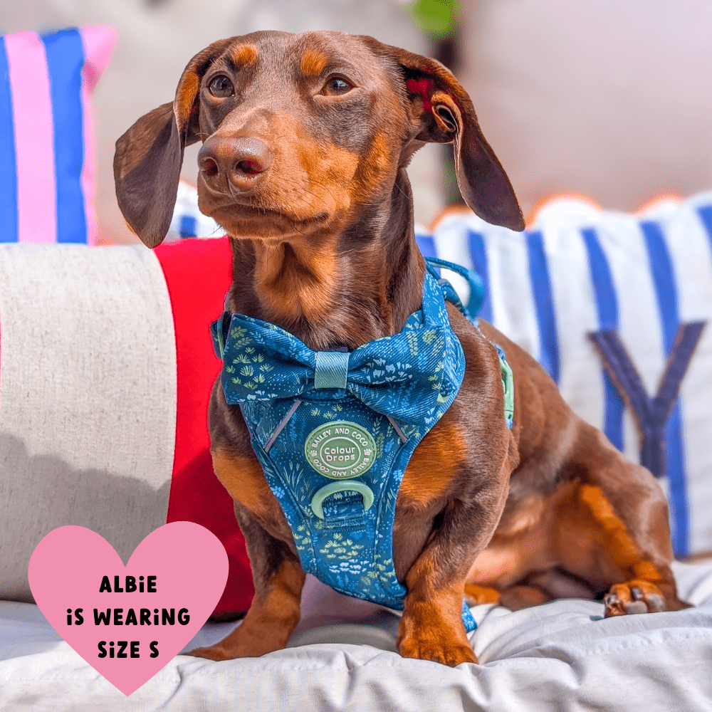 Trail & Glow Dog Harness - COLOUR DROPS® - Touch Grass - Bailey and Coco (UK)