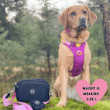 labrador harness