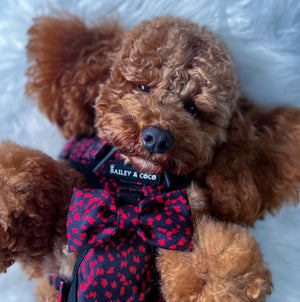 Trail & Glow® Dog Harness - Dark Romance - Bailey and Coco (UK)