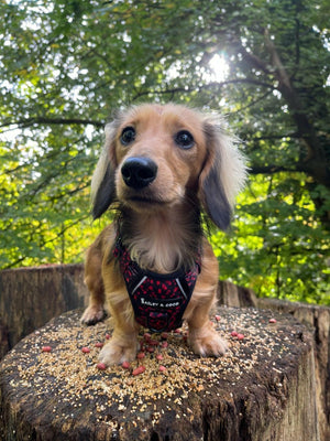 Trail & Glow® Dog Harness - Dark Romance - Bailey and Coco (UK)