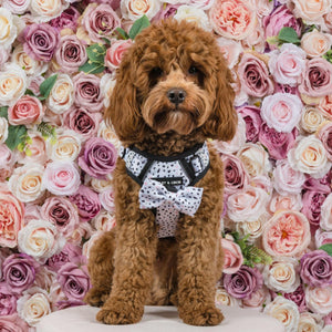 Trail & Glow® Dog Harness - Ditsy Dalmatian - Original Design - Bailey and Coco (UK)