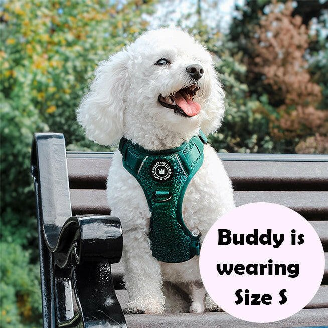poochon dog harness