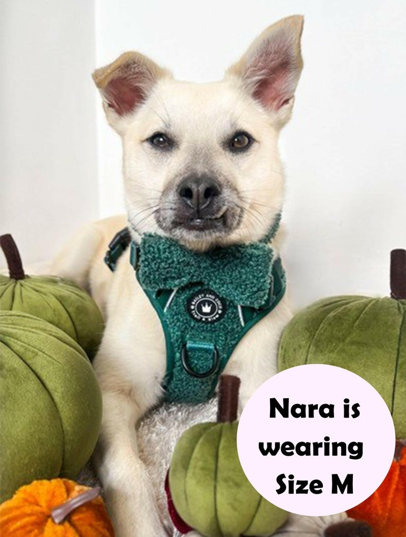 white dog wearing a harness