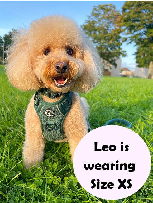 small dog wearing harness