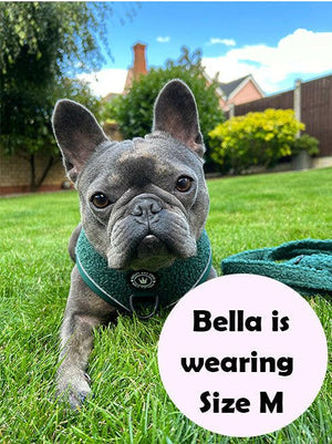 best harness for french bulldog uk