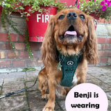 small dog wearing harness