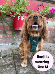 small dog wearing harness