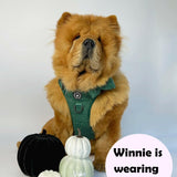 large dog wearing herness