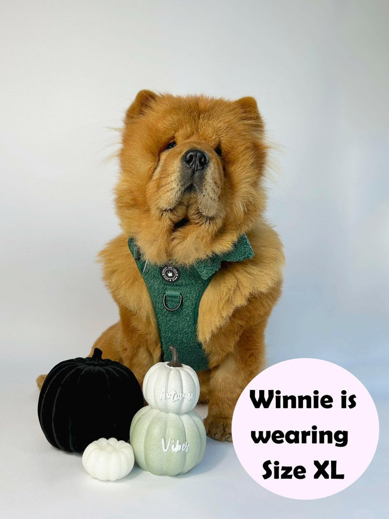 large dog wearing herness