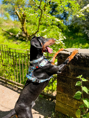 Trail & Glow® Dog Harness - Feels Like Summer - Bailey and Coco (UK)