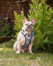 Trail & Glow® Dog Harness - Feels Like Summer - Bailey and Coco (UK)