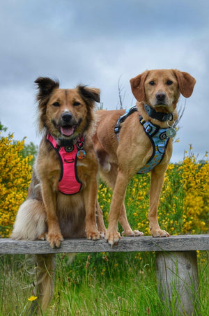 Trail & Glow® Dog Harness - Feels Like Summer - Bailey and Coco (UK)