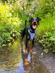Trail & Glow® Dog Harness - Feels Like Summer - Bailey and Coco (UK)