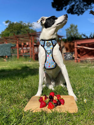Trail & Glow® Dog Harness - Feels Like Summer - Bailey and Coco (UK)