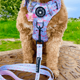 Trail & Glow® Dog Harness - Flamingo Fling - Bailey and Coco (UK)