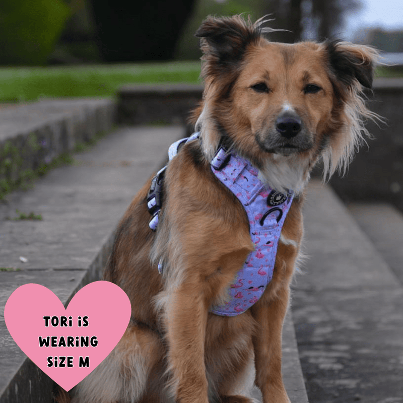 Trail & Glow® Dog Harness - Flamingo Fling - Bailey and Coco (UK)