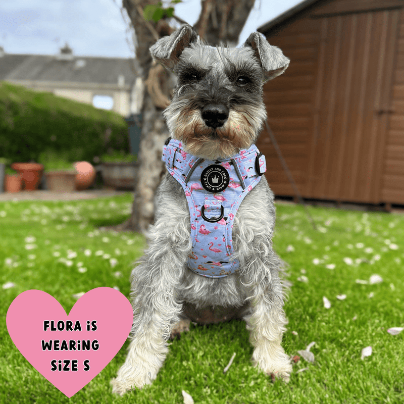 Trail & Glow® Dog Harness - Flamingo Fling - Bailey and Coco (UK)