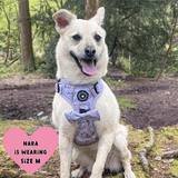 Trail & Glow® Dog Harness - Flamingo Fling - Bailey and Coco (UK)