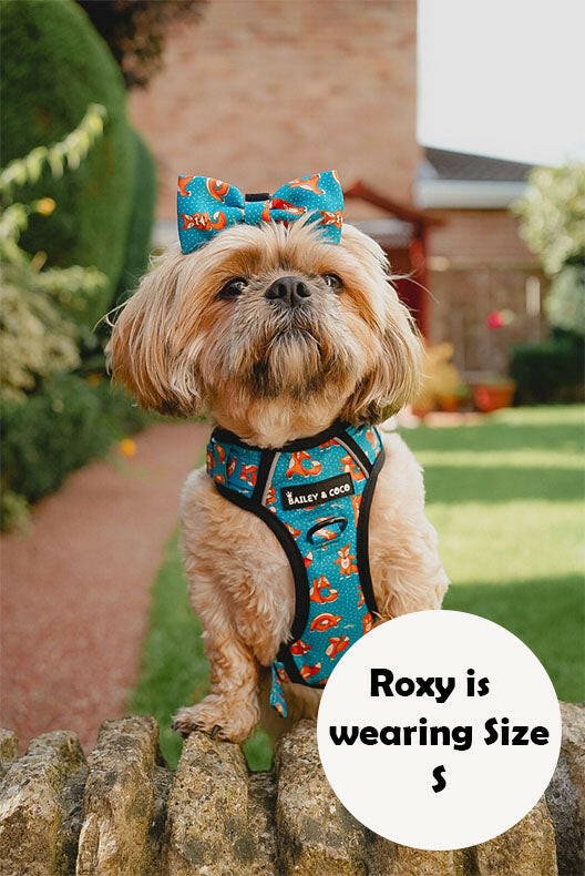 dog harness for shih tzu