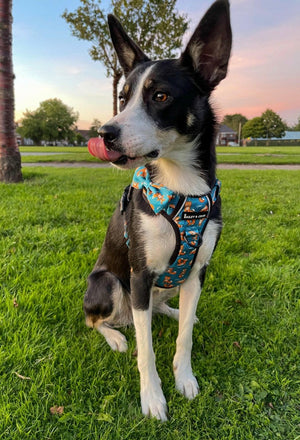 black dog wearing harness