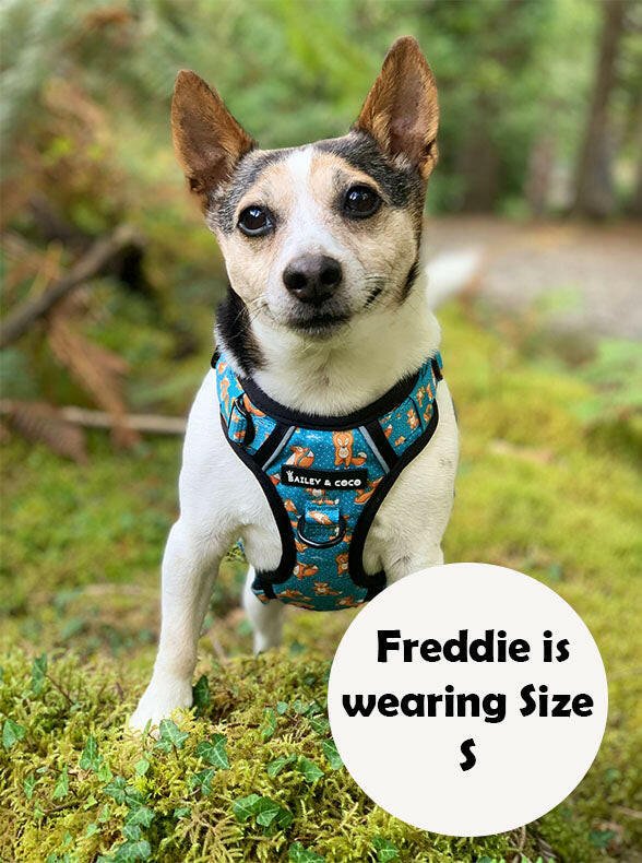 jack russell wearing harness