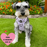 best harness for schnauzer