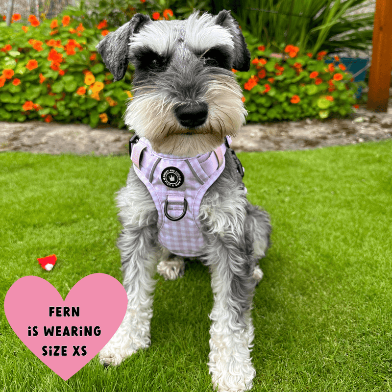 best harness for schnauzer