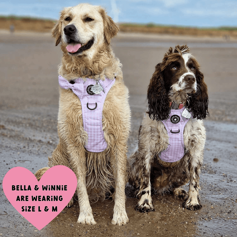 golden retriever dog harness