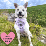 white dog wearing a harness