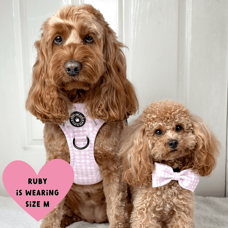 harness for a cockapoo