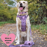 Trail & Glow Dog Harness & Lead Set - Colour Drops - Be Unique - Bailey and Coco (UK)