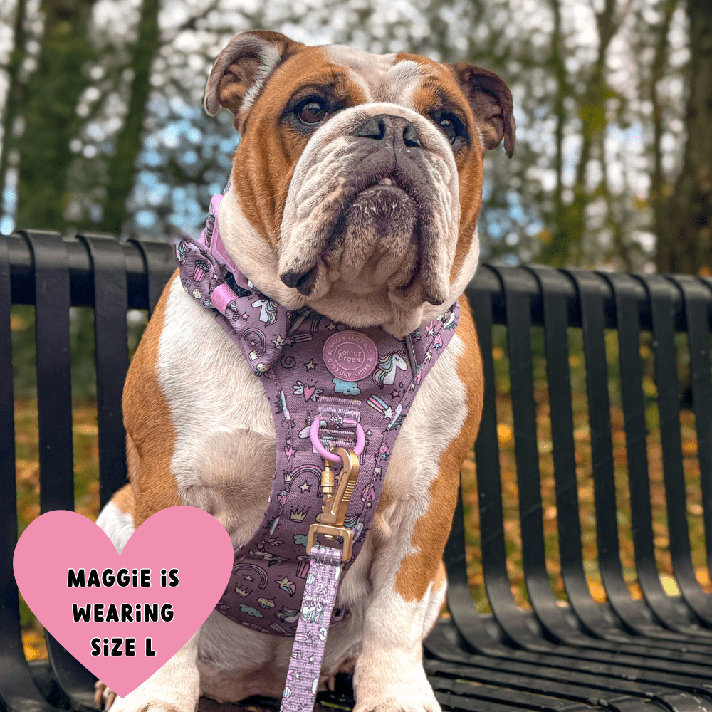 Trail & Glow Dog Harness & Lead Set - Colour Drops - Be Unique - Bailey and Coco (UK)