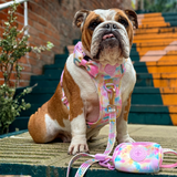 Trail & Glow Dog Harness & Lead Set - Colour Drops - Candy Floss - Bailey and Coco (UK)