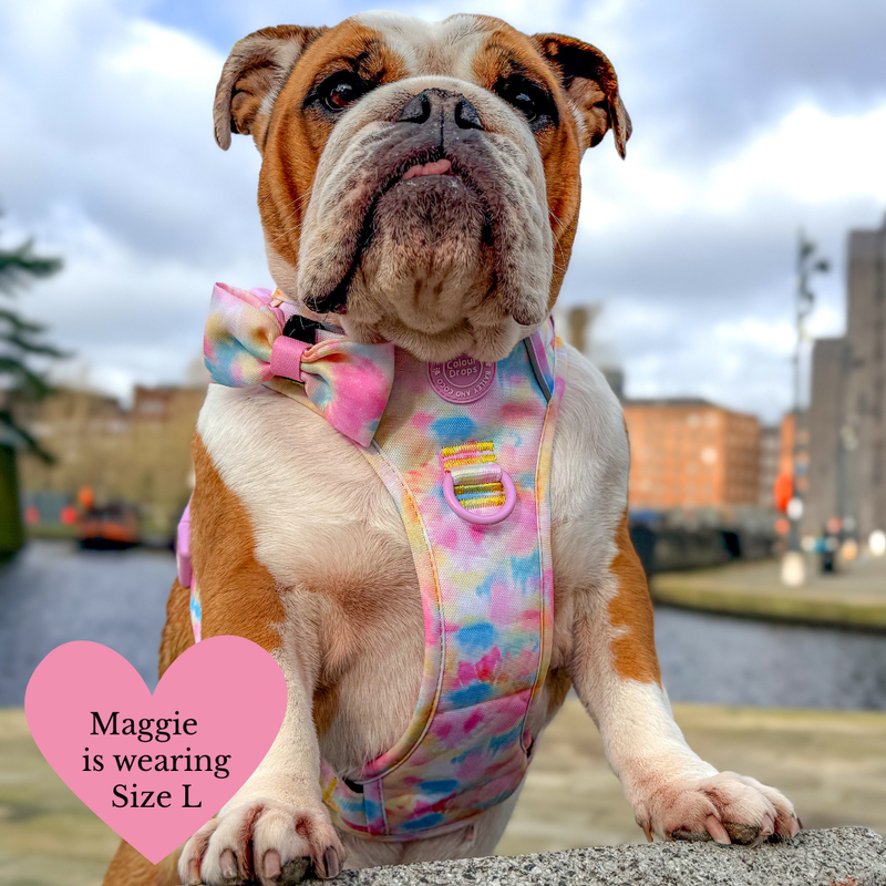 Trail & Glow Dog Harness & Lead Set - Colour Drops - Candy Floss - Bailey and Coco (UK)