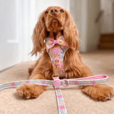 Trail & Glow Dog Harness & Lead Set - Colour Drops - Candy Floss - Bailey and Coco (UK)