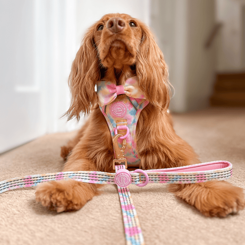 Trail & Glow Dog Harness & Lead Set - Colour Drops - Candy Floss - Bailey and Coco (UK)