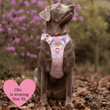 Trail & Glow Dog Harness & Lead Set - Colour Drops - Candy Floss - Bailey and Coco (UK)